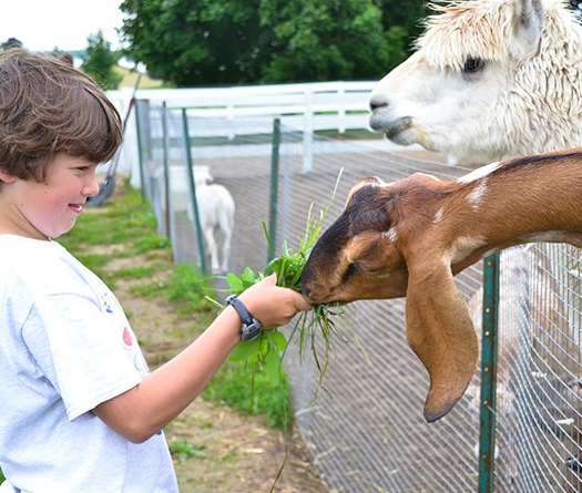 A child feeding a goat