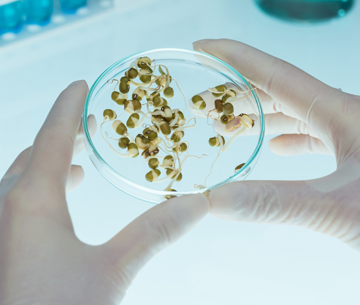 A close-up of a hand holding a petri dish