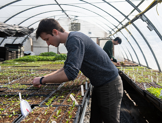 A person in a greenhouse