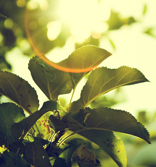 A close up of leaves