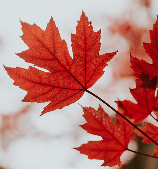 A close up of a red maple leaf