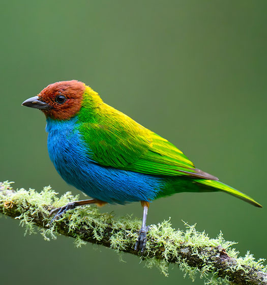 Un oiseau coloré sur une branche